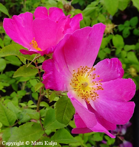 Rosa Damascena-Ryhm 'Hely Kalska', kesdamaskonruusu